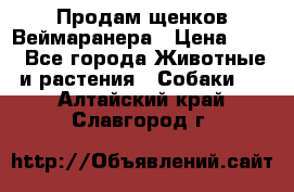 Продам щенков Веймаранера › Цена ­ 30 - Все города Животные и растения » Собаки   . Алтайский край,Славгород г.